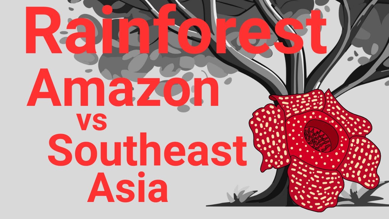 Discovering Rainforest Giants: The Amazon and Southeast Asia