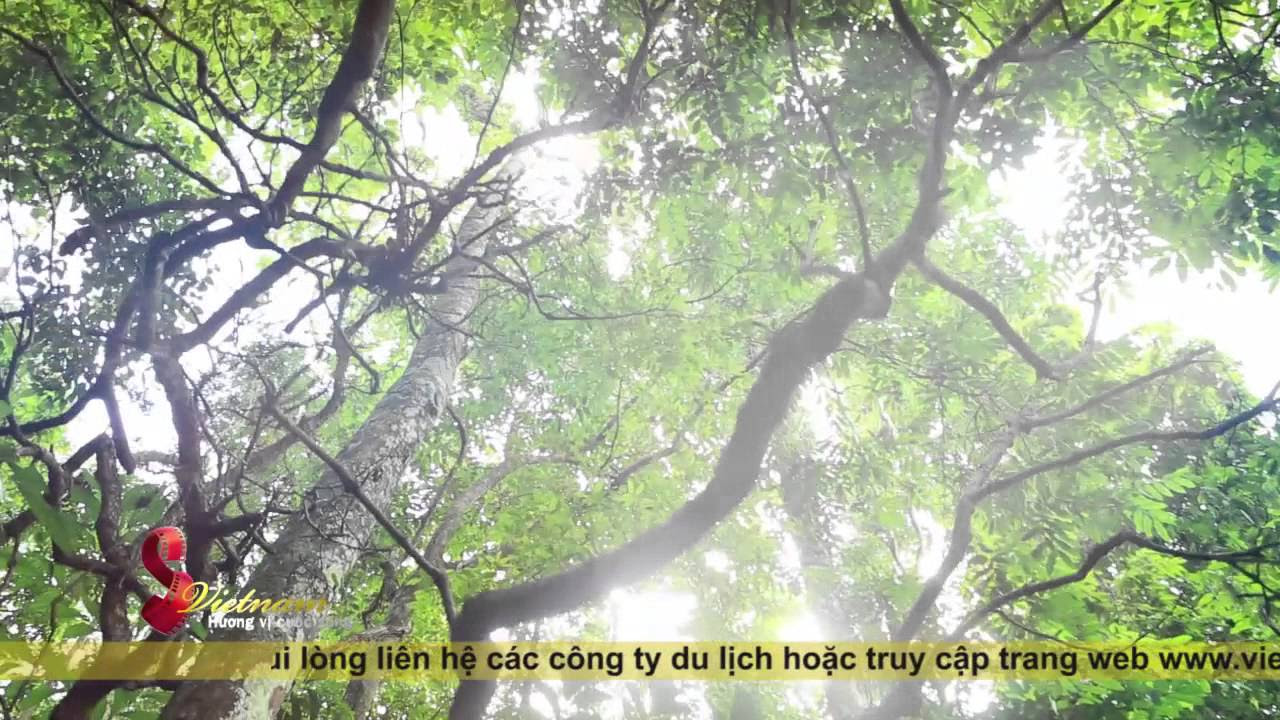 giá vé vào rừng cúc phương Update 2022 S VIỆT NAM: KHÁM PHÁ VƯỜN QUỐC GIA CÚC PHƯƠNG