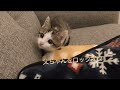 寝る前にちょっとだけ子猫とまったりすると癒されます
