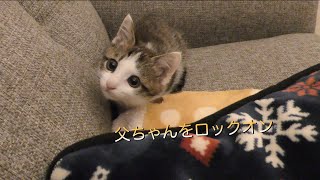 寝る前にちょっとだけ子猫とまったりすると癒されます