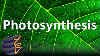 How Plants Turn Sunlight into Energy - Photosynthesis Explained!
