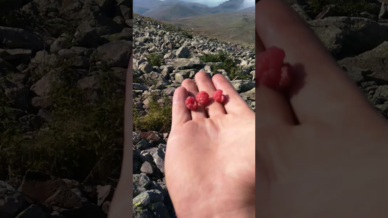 Şebinkarahisar.totak dağı dağ çileği.