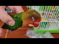面对突然去世的牡丹鹦鹉 同伴依依不舍拼命呼唤 催人落泪 Mp4 面对突然去世的牡丹鹦鹉 同伴依依不舍拼命呼唤 催人落泪 Mp4
