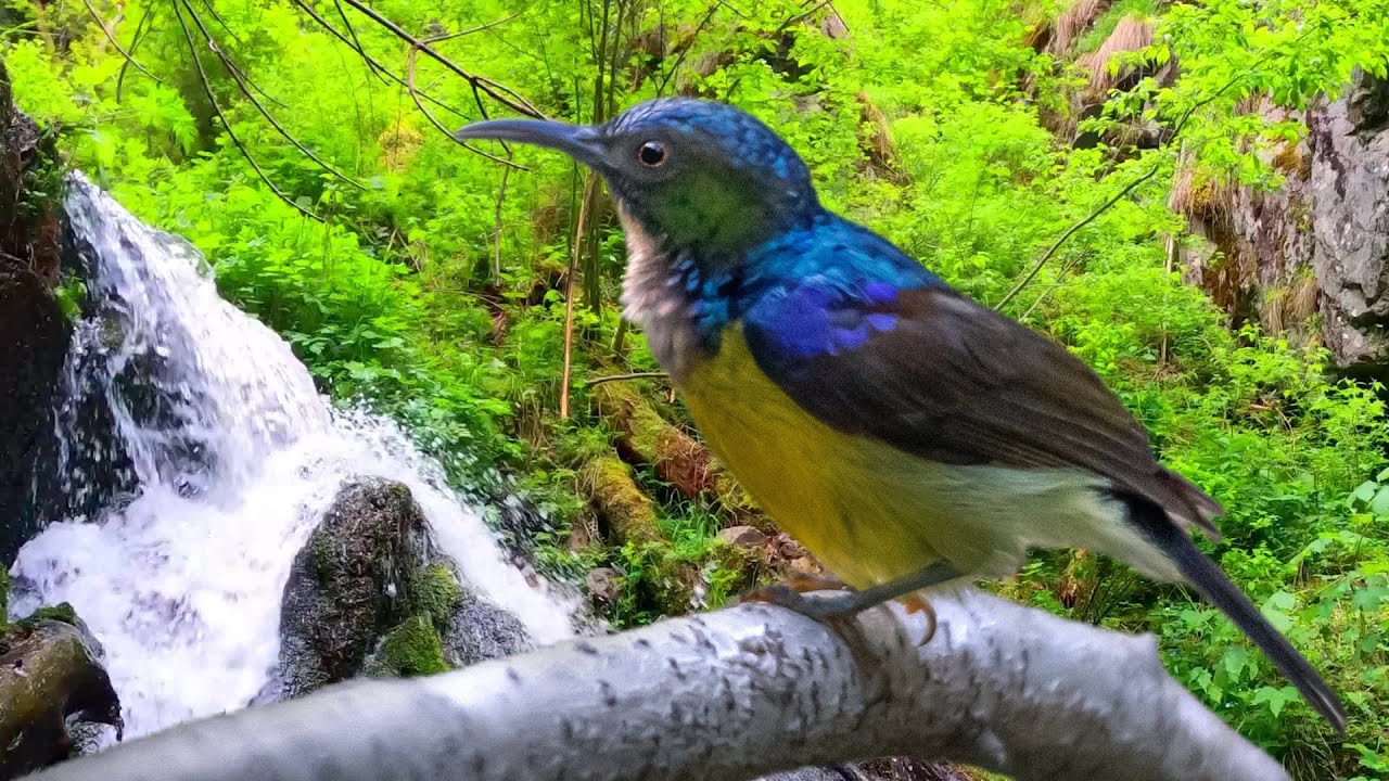 美しい森の音、幻想的な鳥のさえずり、小川のせせらぎ、自然の音