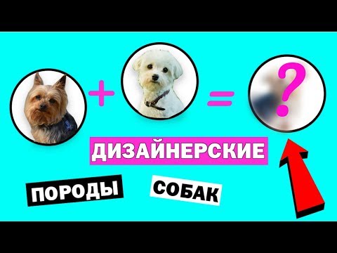 Видео: 9 дизайнерских пород собак Poo