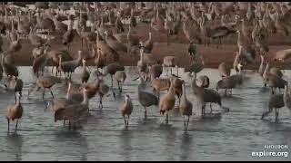 Audubon's Rowe Sanctuary's Crane Camera, Gibbon, Nebraska, USA, explore.org, March 25, 2022