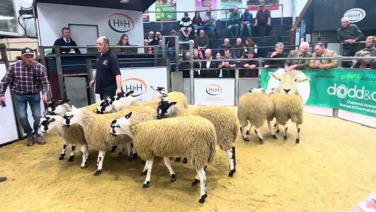 Карлайл - Распродажа ягнят Мула Гиммера - Пограничный рынок - Победители на ринге