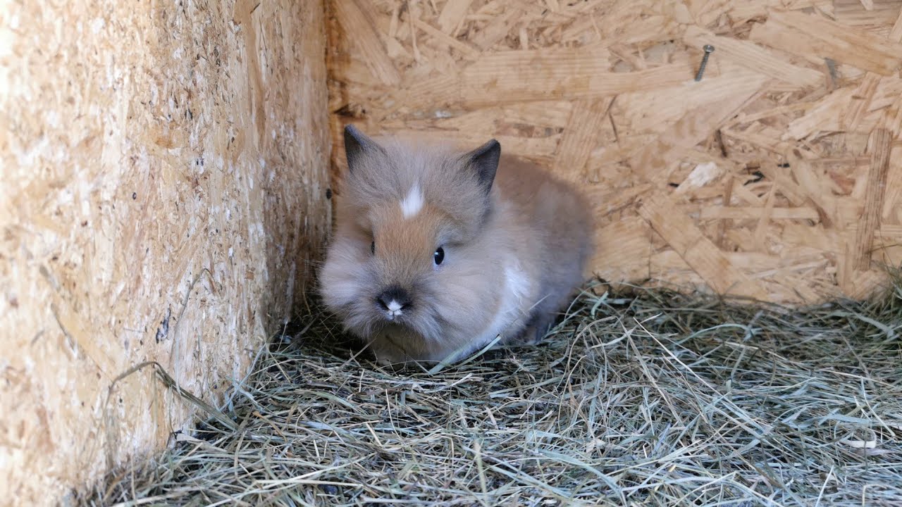 Noul membru în crescătorie