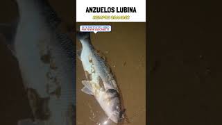 Anzuelos Lubina #pesca #lubina #surfcasting