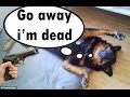 Funny Animals playing dead on finger shot compilation