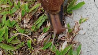 Snail in action.| my pet snail | amazing view.