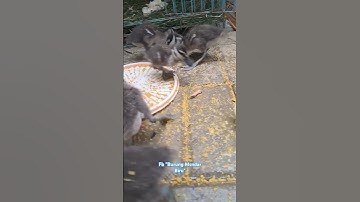 #shots Anak Burung Belibis Jinak jinak