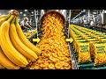 How Banana Chips Are Made | Massive Factory Process (Full Process)