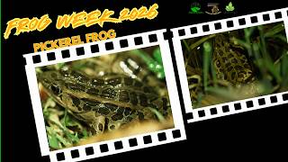     The Secret Life of the Pickerel Frog