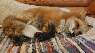 картинка: Алиса - лиса. Добрая оккупация