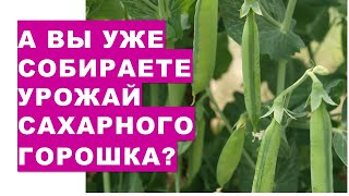 А Вы уже собираете урожай сахарного горошка?