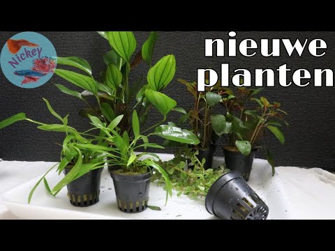 Video: Aquariumplanten: foto met namen