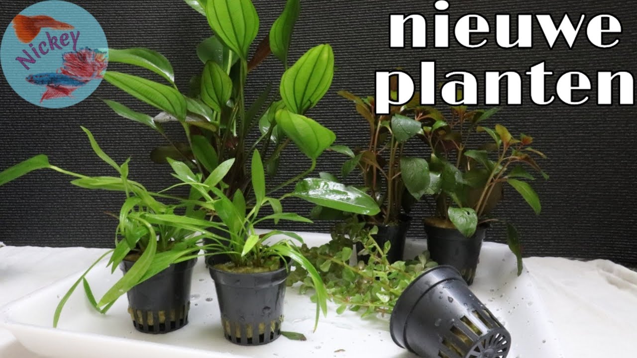 鍔 aangrenzend pindas Wat doe ik met NIEUWE aquariumplanten? //Nickey// - YouTube