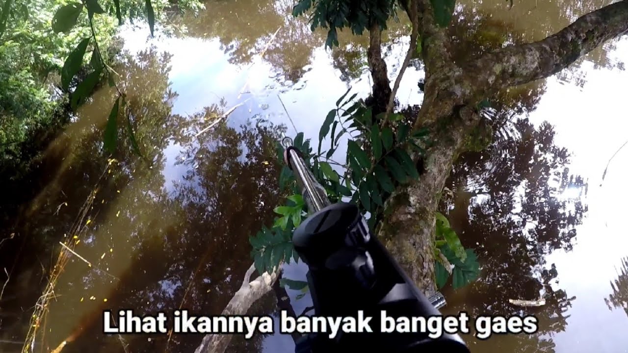 Nembak ikan Biawan sampai bingung sendiri - Bonus paser ikan nila di