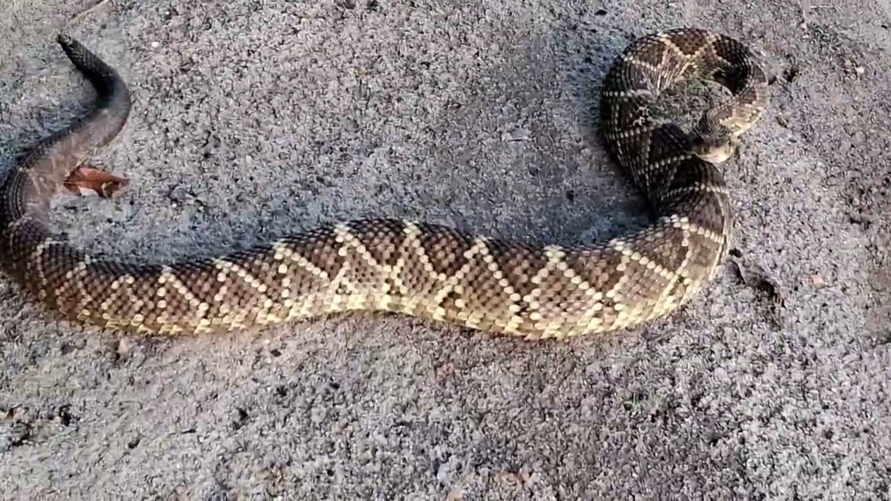 Perigo na pescaria cobra cascavel no caminho
