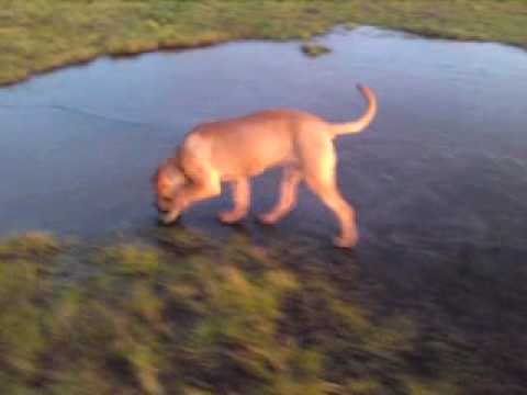 Dog falls through ice - very funny puppy! - YouTube