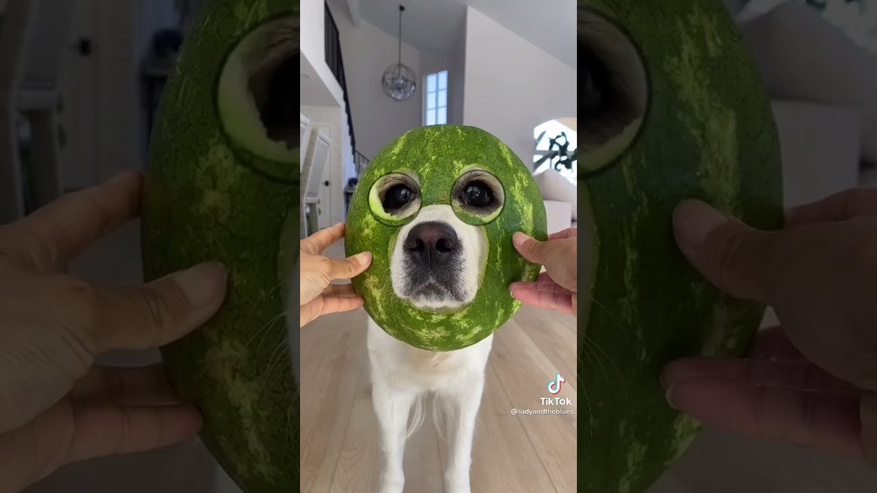 Dog Magnified Eyes 👀 Challenge 