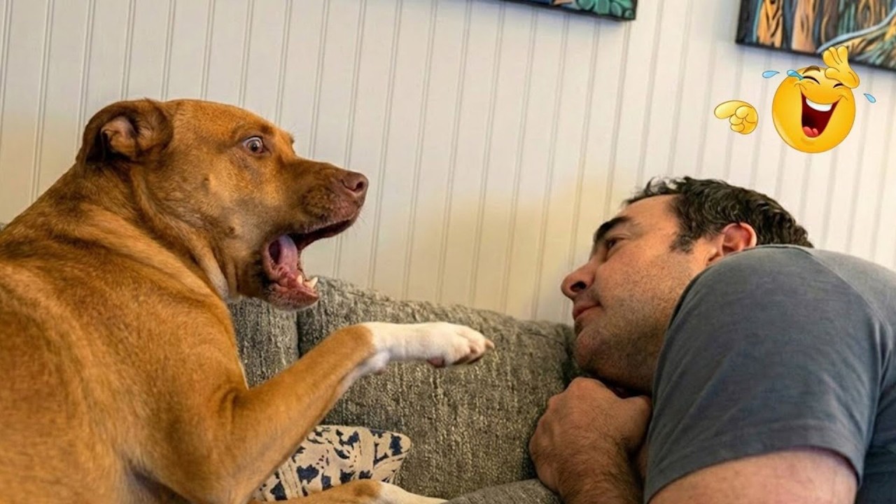 Hilarious Dogs That Will Make You Laugh Instantly 😂🐶 Funny Dog Video 2026
