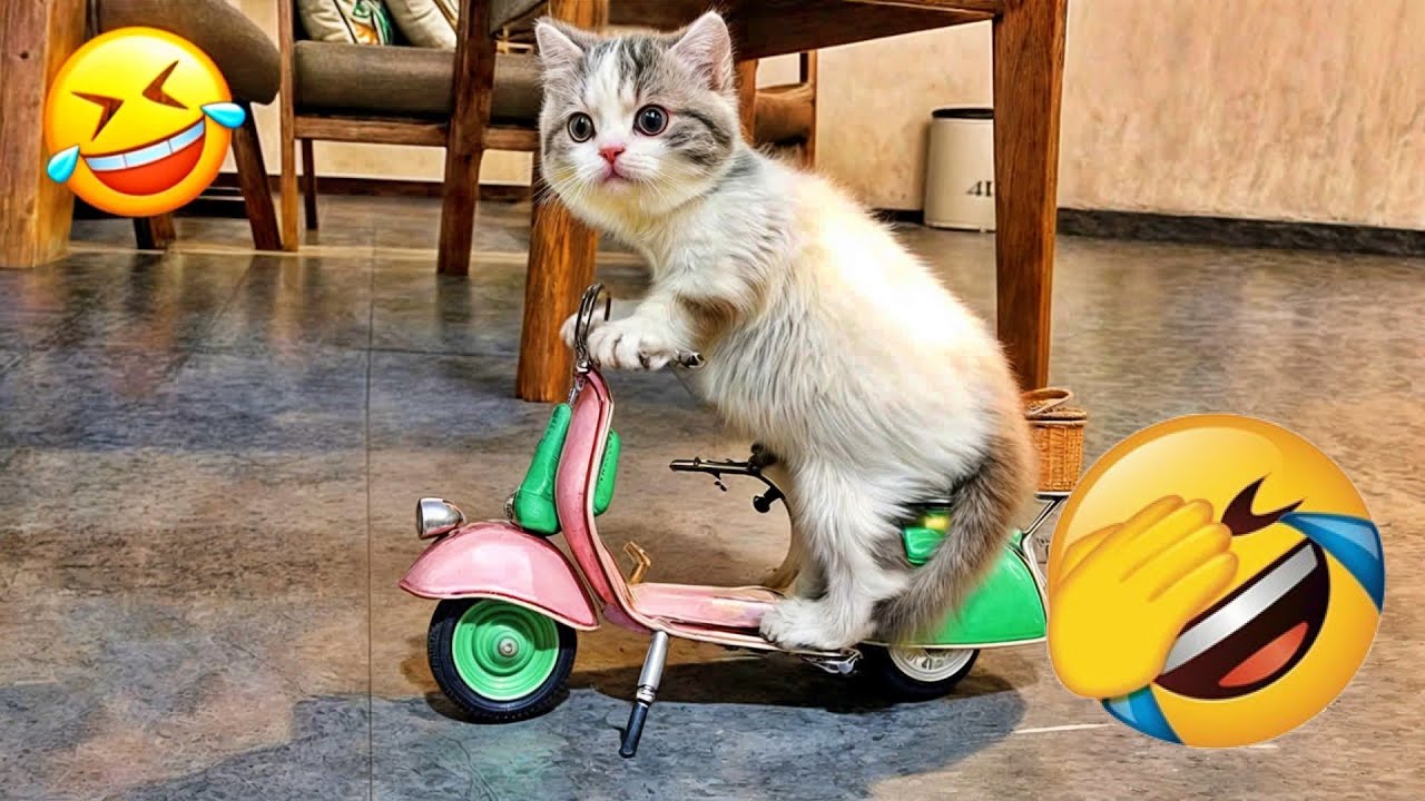 Funniest Cats And Dogs Videos😂- Best Funny Animal Videos 2026😹🐶