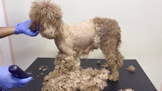 Relaxing Dog Grooming ASMR | Adorable Poodle Haircut