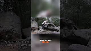 Giant Ancient Condor Head Discovered! #archaeology #wildlife #ancientrelics