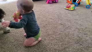 Twins playing with Havanese puppy