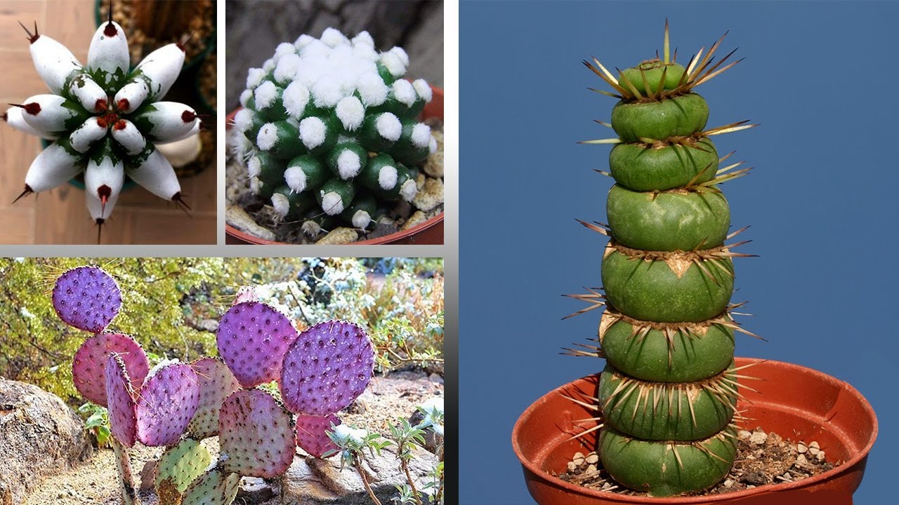 24 Tipos Y Variedades De Cactus Que Te Sorprenderán ! YouTube