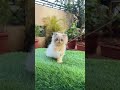 Persian 😸