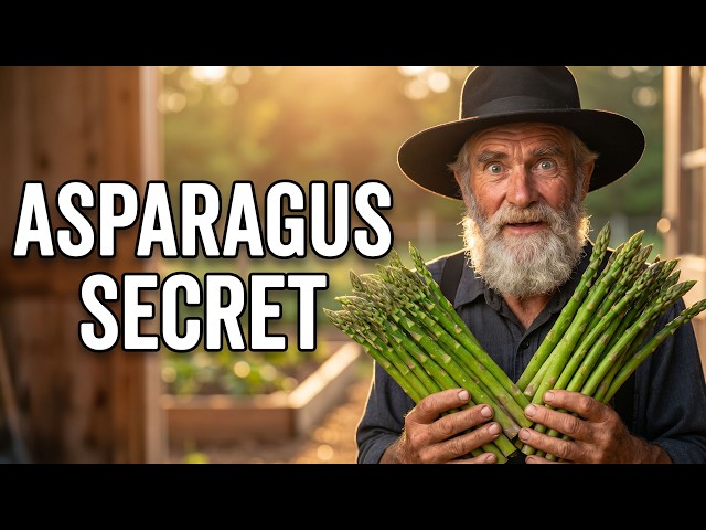The Amish Asparagus Method That Grows 80 Pounds in 4 Square Feet