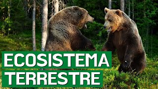 The TERRESTRIAL ECOSYSTEM: its animals, flora and types🌳