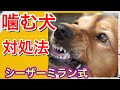 【シーザーミラン式】 噛む犬への2つの対処法