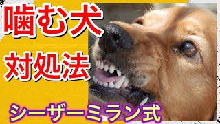 【シーザーミラン式】 噛む犬への2つの対処法