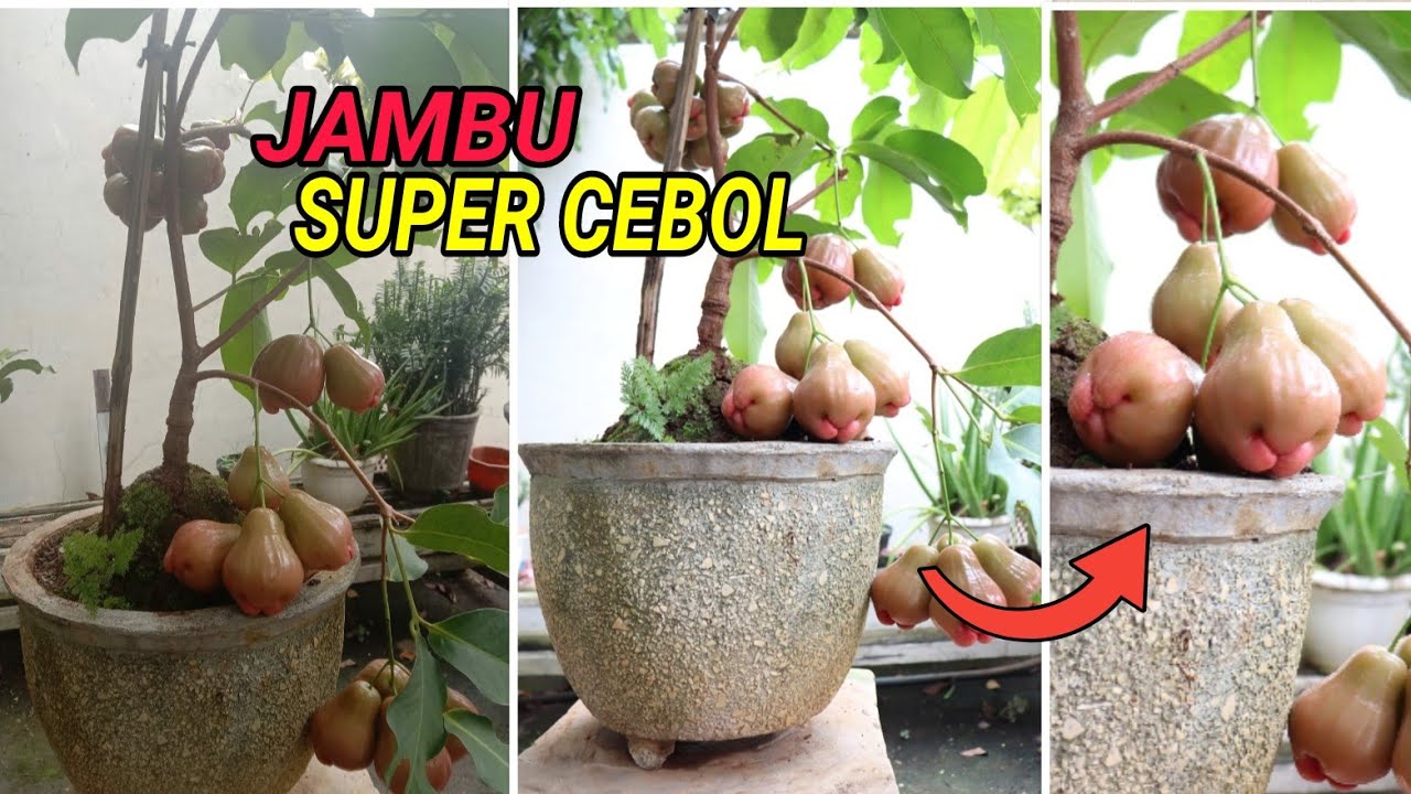 Tabulampot Eksotik Jambu Barbie Black Sugar Berbuah Lebat