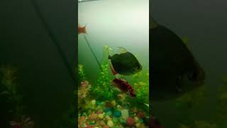 #shorts #aquarium dollar fish 🐠 🐠 #subscribe #subscriber