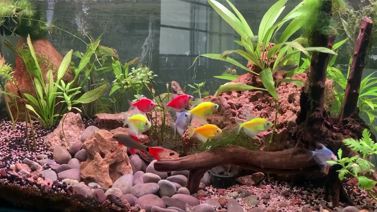 Homemade Aquarium Setup | looks cool | @Humaurhum1 