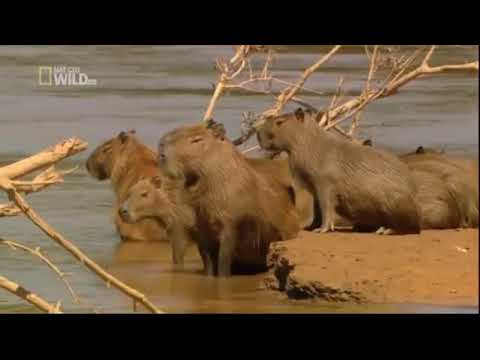 Wideo: Niesamowity afrykański step: flora i fauna