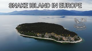 Snake island in Europe - island with venomous Nose-horned vipers and Dice snakes, Golem Grad