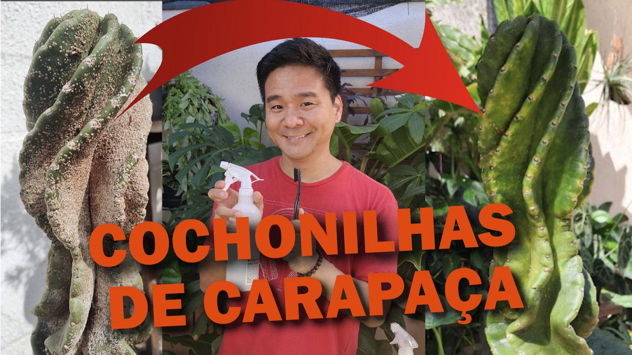 Elimine as cochonilhas de carapaça de Cactos, Suculentas e Orquídeas