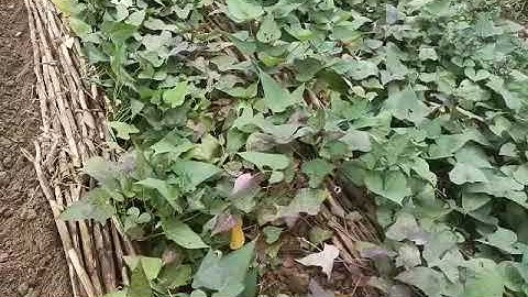 thu hoạch khoai lang và cách  nhận biết khoai đã già đến tuổi thu hoạch chưa.