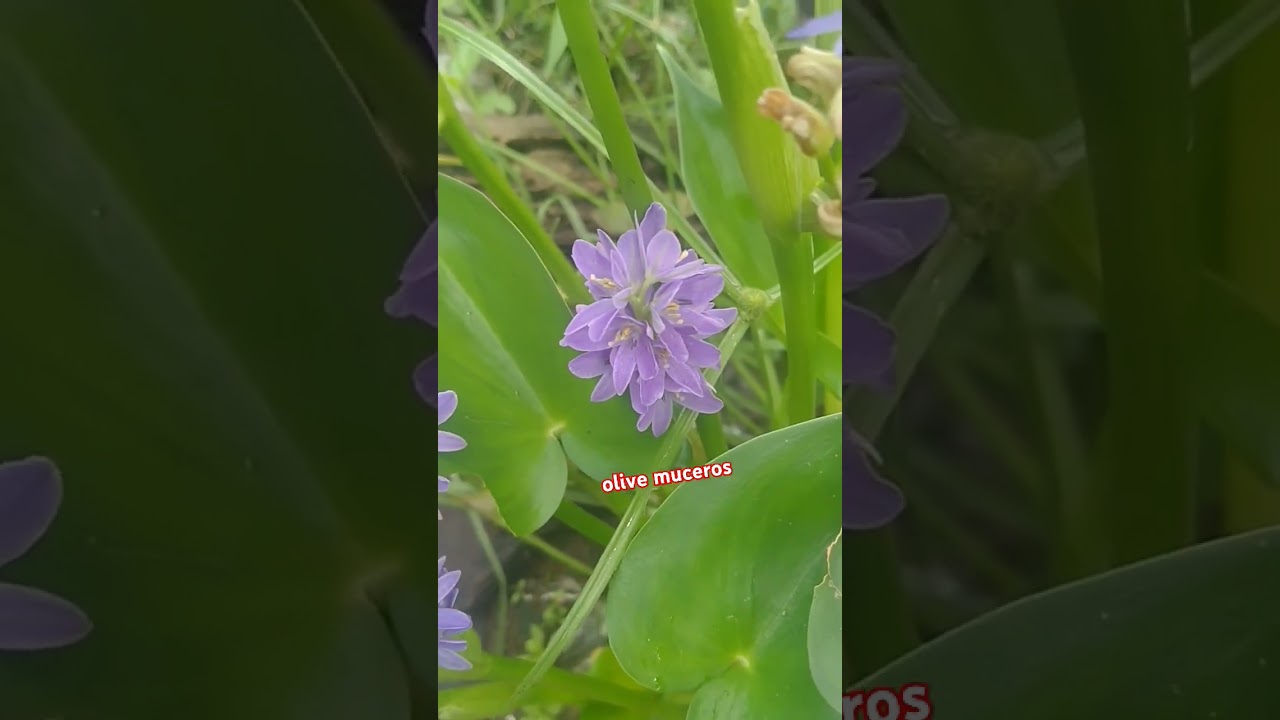 beautiful lavender flowers 