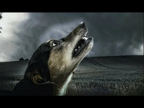 Vídeo: Los Perros Sienten La Muerte Humana. O Sobre Las Propiedades Místicas De Los Animales - Vista Alternativa