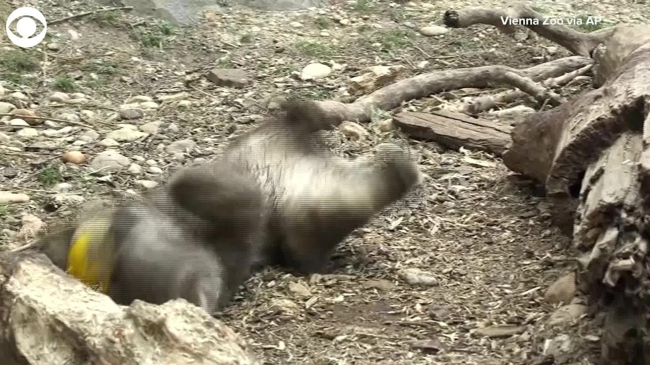 WEB EXTRA:  Polar Bear Cub Plays With Toy