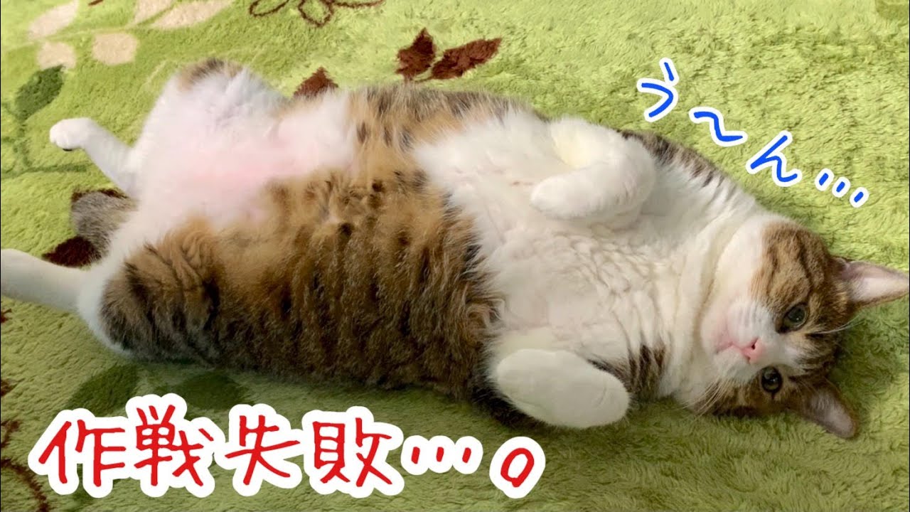 猫が新しいことに挑戦した結果がこちらです。vol.279 - YouTube