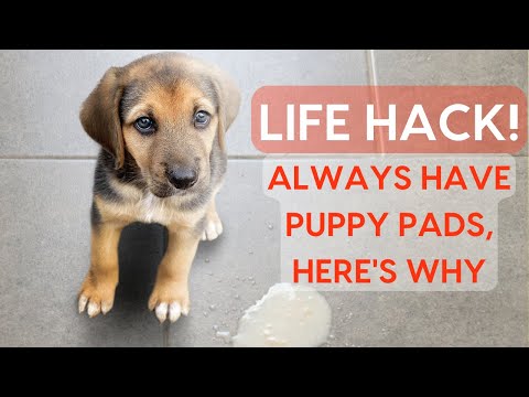Life Hack: ALWAYS Have Puppy Pads, Here's Why 🐶