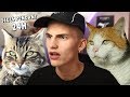 J'AI FILMÉ MES CHATS SEULS PENDANT 24H